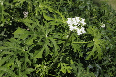 Cnidoscolus aconitifolius