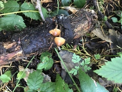 Galerina stylifera