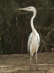 Ardea cinerea monicae