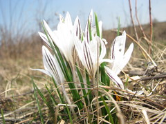 Crocus reticulatus
