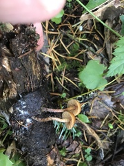 Galerina stylifera