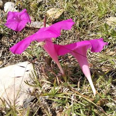Ipomoea elongata