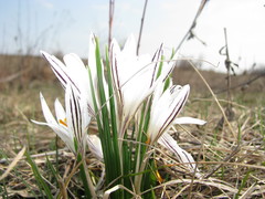 Crocus reticulatus