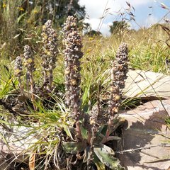 Thompsonella minutiflora