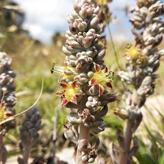 Thompsonella minutiflora