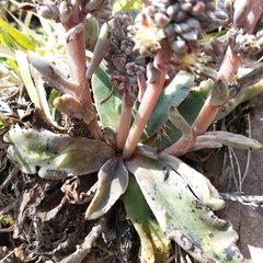 Thompsonella minutiflora