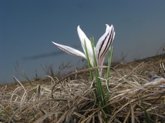 Crocus reticulatus