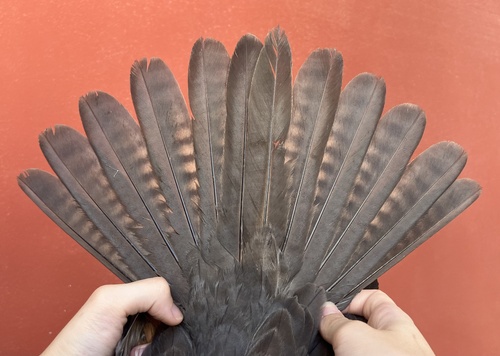 Eleonora's Falcon, photo 9 of 10