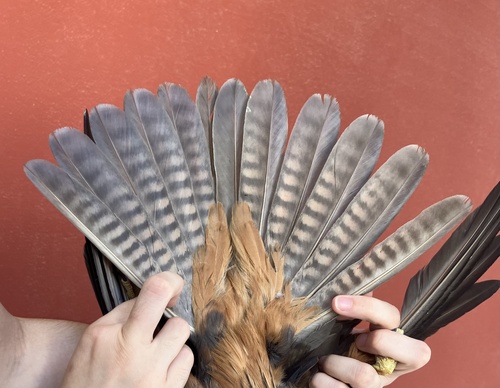 Eleonora's Falcon, photo 10 of 10