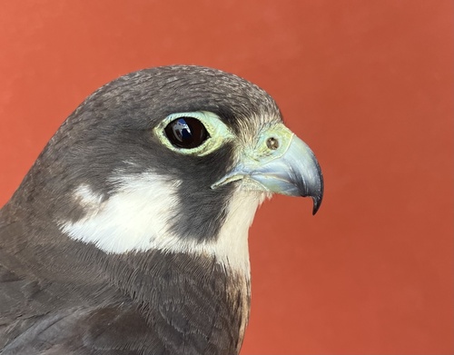 Eleonora's Falcon, photo 8 of 10