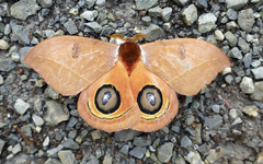 Automeris randa