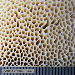 Pseudospongipellis unicolor