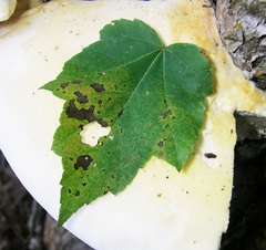 Pseudospongipellis unicolor