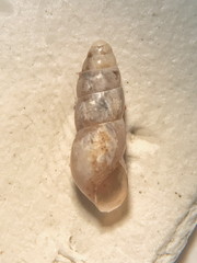 Image of Cochlicopa morseana