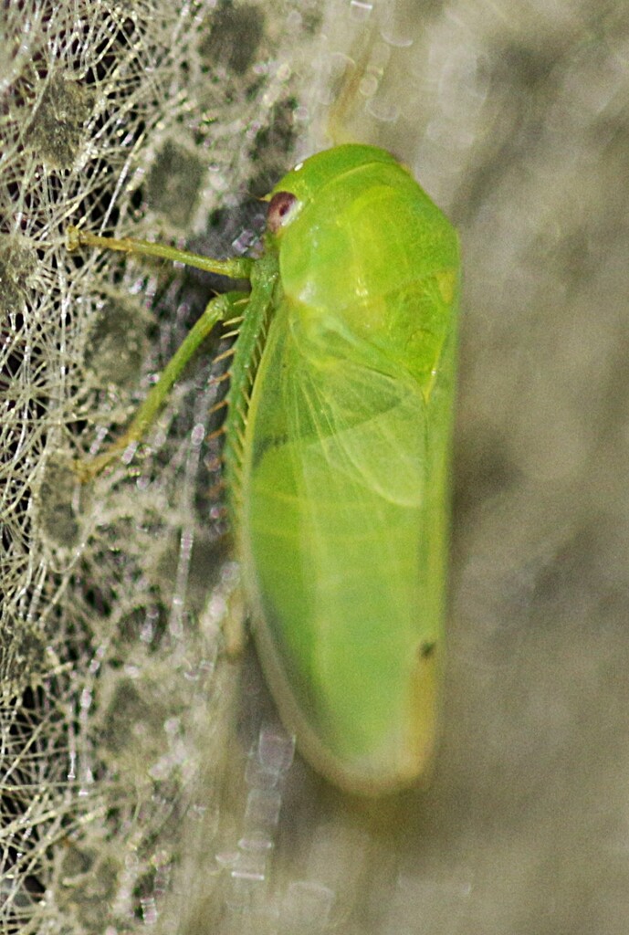 Batracomorphus allionii