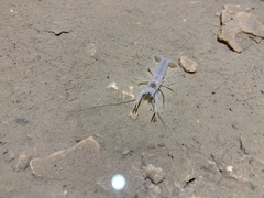 Orconectes australis