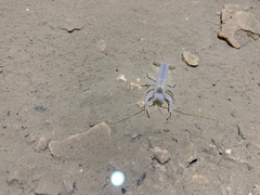 Orconectes australis