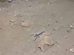 Orconectes australis