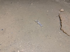 Orconectes australis