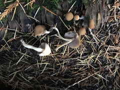 Psathyrella carinthiaca