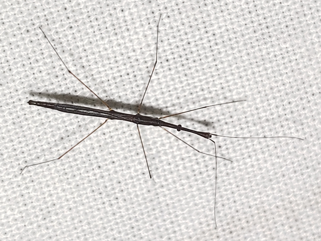 Hydrometra australis
