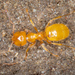 Smaller Yellow Ant - Photo (c) David Cappaert, some rights reserved (CC BY-NC), uploaded by David Cappaert