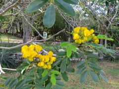 Senna racemosa