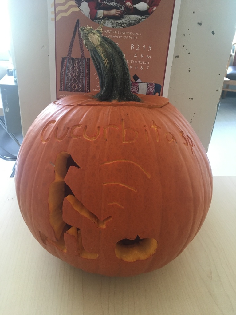 Zucchini