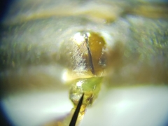 Hydrometra australis