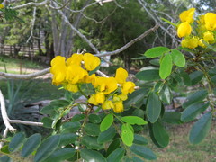 Senna racemosa