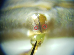 Hydrometra australis