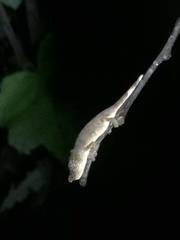 Calumma nasutum