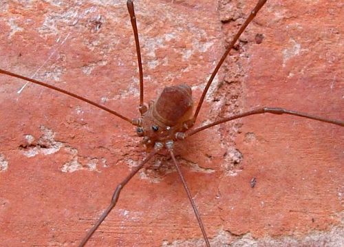Opiliones
