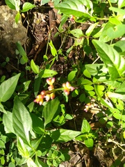 Pleuropetalum pleiogynum
