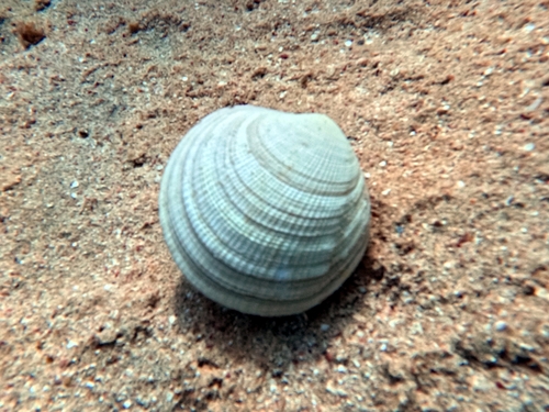Codakia tigerina observed 2025-08-14