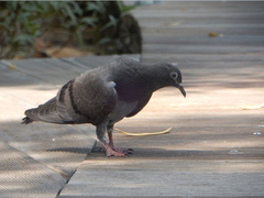 Columba livia domestica