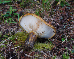 Lactarius sordidus