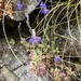 Lobelia cobaltica 2