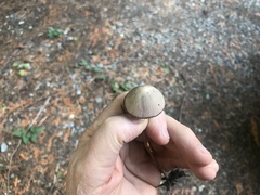 Psathyrella microrhiza