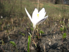 Crocus reticulatus