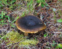 Lactarius sordidus