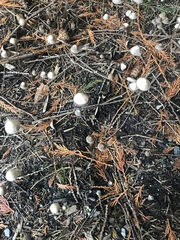 Psathyrella microrhiza