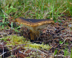 Lactarius sordidus