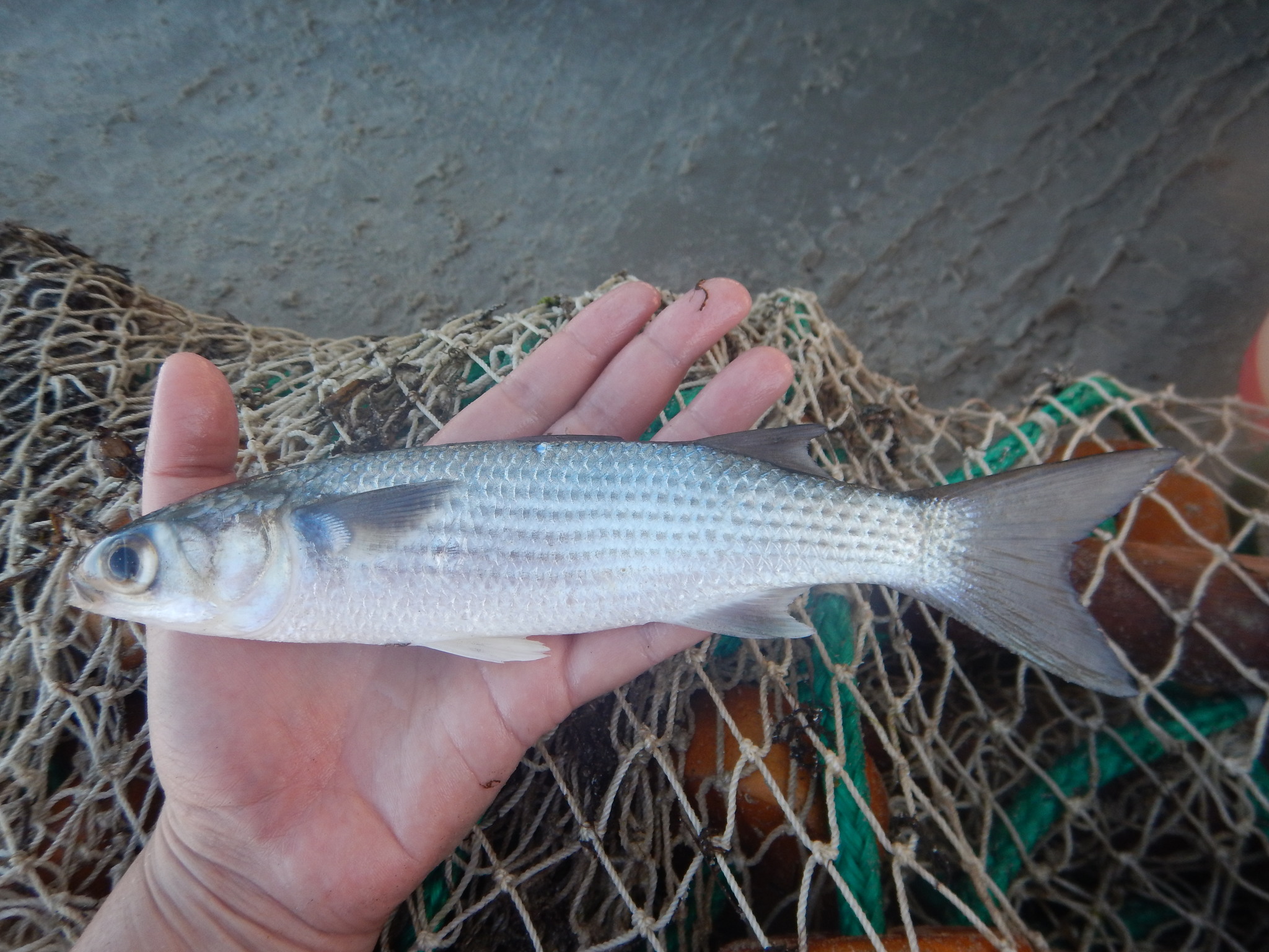 belanak, beyah, black mullet, bouri, bully mullet, callifaver mullet, cipal, common mullet, flathead grey mullet, flathead mullet, gewöhnliche meeräsche, grey mullet, harder, haskefal, lisa, muge, mulet, mulet cabot, mullet, sea mullet, striped mullet