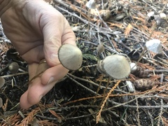 Psathyrella microrhiza