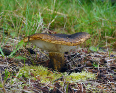 Lactarius sordidus