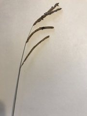 Paspalum floridanum
