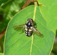 Sericomyia lata