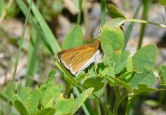 Euphyes bimacula
