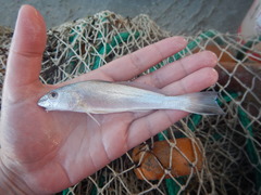 Menticirrhus littoralis